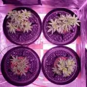 Tribute to willie nelson- the man