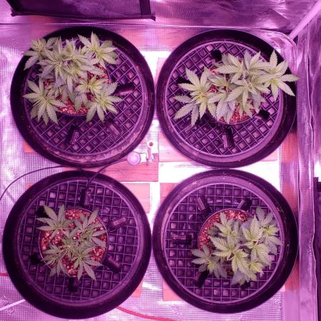 Tribute to willie nelson- the man