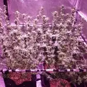 Tribute to willie nelson- the man