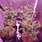 Tribute to willie nelson- the man