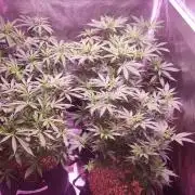 Tribute to willie nelson- the man