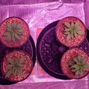 Tribute to willie nelson- the man