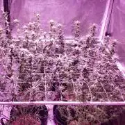 World of seeds, seedsman ,00