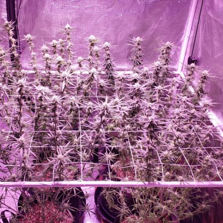 World of seeds, seedsman ,00