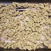World of seeds, seedsman ,00
