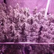 World of seeds, seedsman ,00