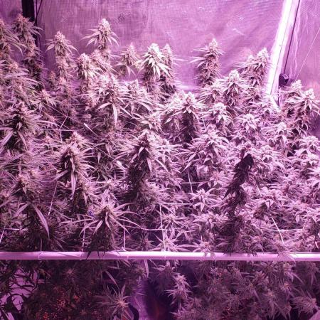 World of seeds, seedsman ,00