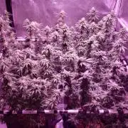 Tribute to willie nelson- the man