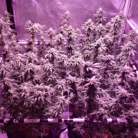 Tribute to willie nelson- the man