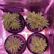 Tribute to willie nelson- the man