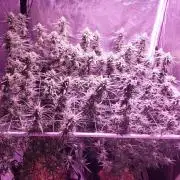 World of seeds, seedsman ,00