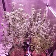 World of seeds, seedsman ,00