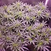 World of seeds, seedsman ,00