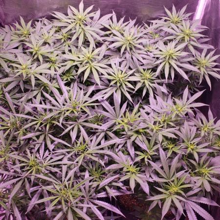 World of seeds, seedsman ,00