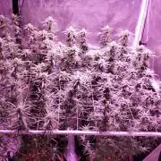 World of seeds, seedsman ,00