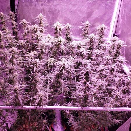 World of seeds, seedsman ,00