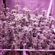 World of seeds, seedsman ,00