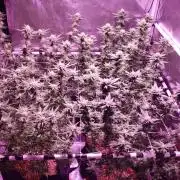 Tribute to willie nelson- the man