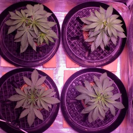 World of seeds, seedsman ,00