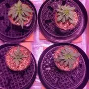 World of seeds, seedsman ,00
