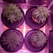 World of seeds, seedsman ,00