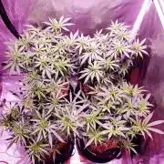 World of seeds, seedsman ,00