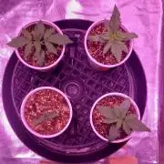 World of seeds, seedsman ,00