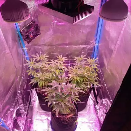 Seguimiento 2do Cultivo Indoor