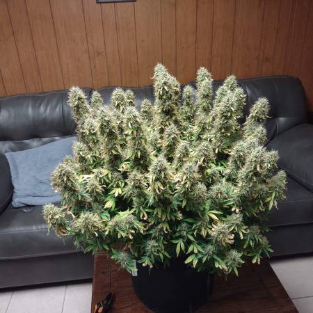 Candy Cane Auto