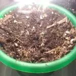 back 2 growing