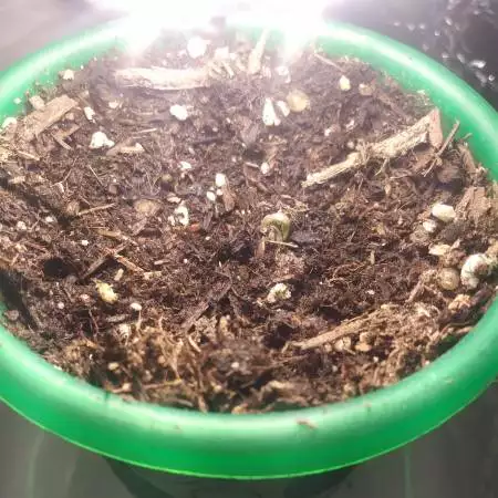 back 2 growing