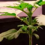 First Grow - Purple Punch Auto