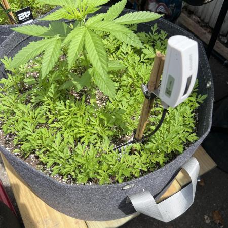 NYC Grow