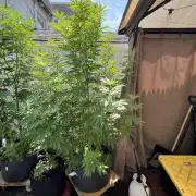 NYC Grow