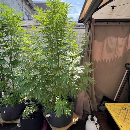 NYC Grow