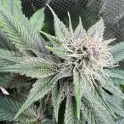 Barneys Farm Candy 🍭