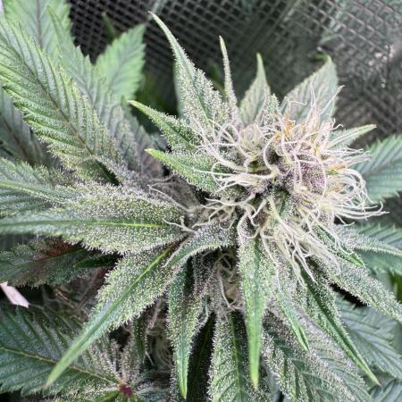 Barneys Farm Candy 🍭