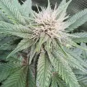 Barneys Farm Candy 🍭