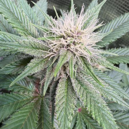 Barneys Farm Candy 🍭