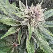 Barneys Farm Candy 🍭