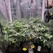 Barneys Farm Candy 🍭