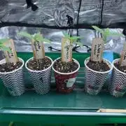 Barneys Farm candy 🍬