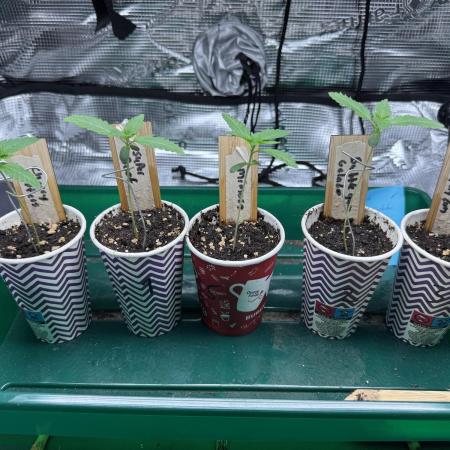 Barneys Farm candy 🍬