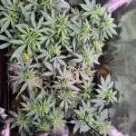 Barneys Farm Candy 🍭