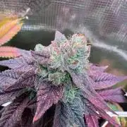 Barneys Farm Candy 🍭