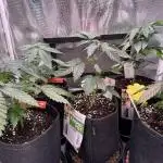 Barneys Farm Candy 🍭