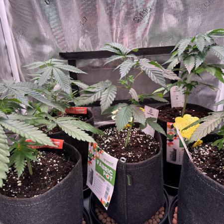 Barneys Farm Candy 🍭