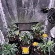 Barneys Farm candy 🍬