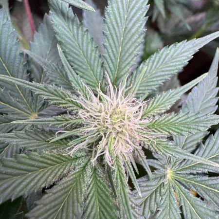 Barneys Farm Candy 🍭