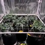 Barneys Farm candy 🍬